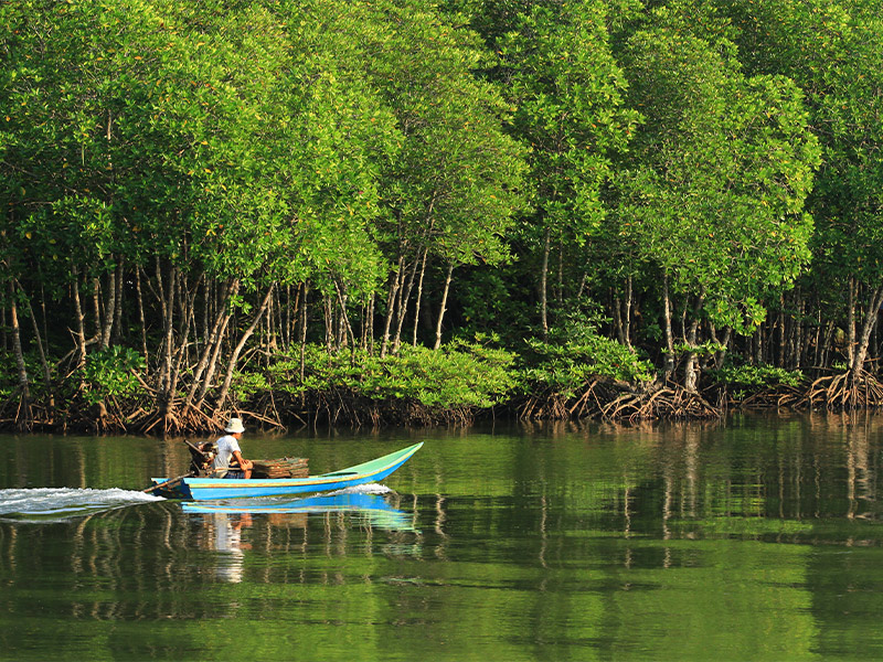 Image of -Hara forest